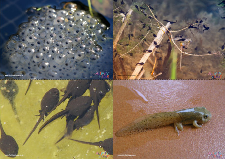 Frog Life Cycle Photo Posters