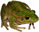 Frog theme for kids