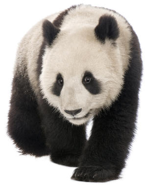 Giant panda theme for kids