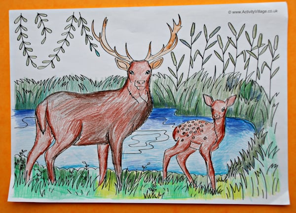 The completed deer scene colouring page