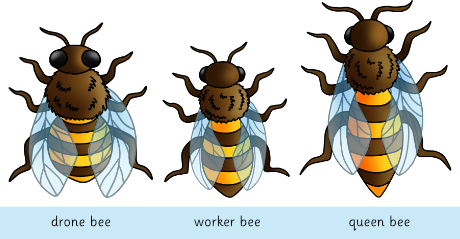 worker bee drawing