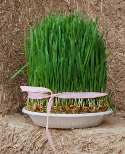 Sprouting wheat for the Haft Seen table