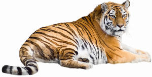 Tiger theme