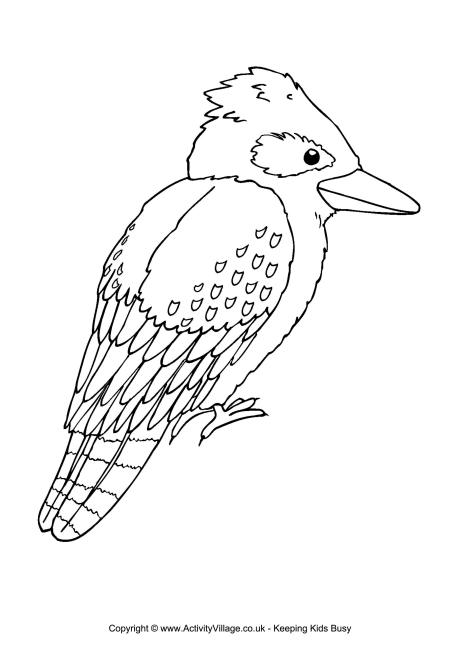 Kookaburra Colouring Page