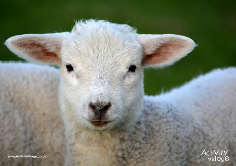Lamb poster 2