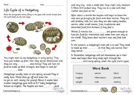 Life cycle of a hedgehog cloze