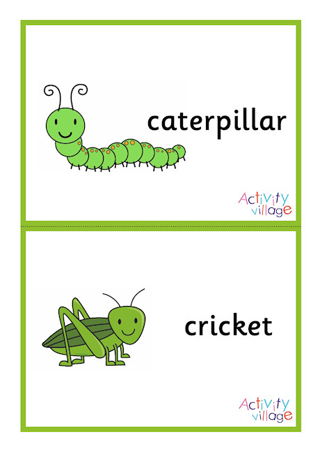 Minibeast Flashcards - Large