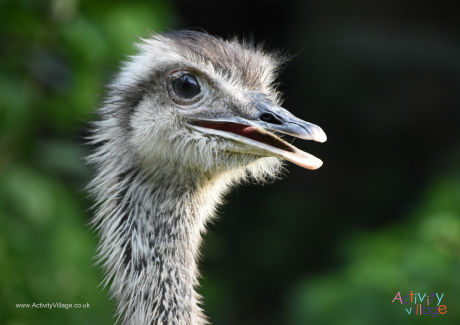 Ostrich poster 3