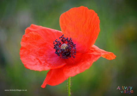Poppy poster 2