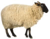 Sheep Theme