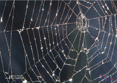 Spiders Web Poster