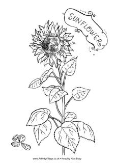 Sunflower colouring page