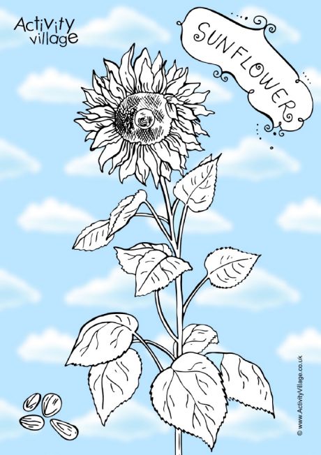 Sunflower colouring page 3