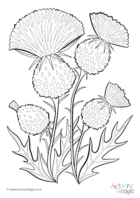 Thistle colouring page 3