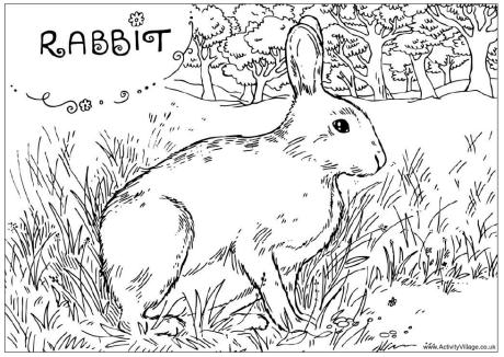 Wild Rabbit Colouring Page