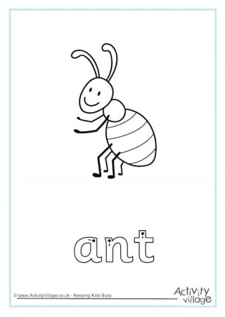 Ants