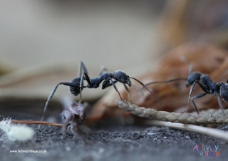 Ant Poster 2