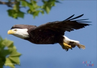 Bald Eagle Poster