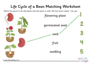 bean plant growth chart