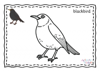 Blackbird Colouring Page Prompted