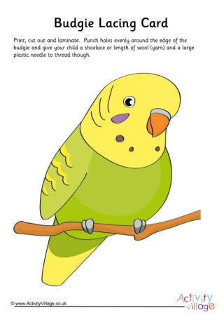 Budgie Lacing Card