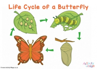 butterfly life cycle for kids