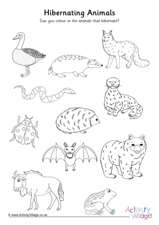 550 Free Printable Coloring Pages Hibernating Animals  Free