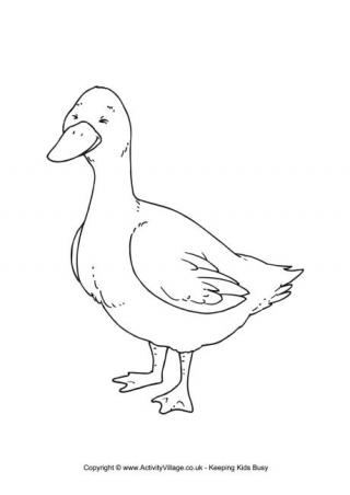 Download Duck Colouring Pages