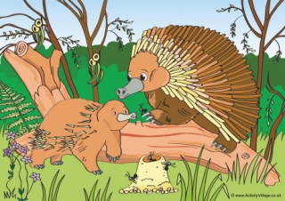 Echidnas Scene Poster