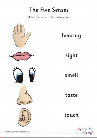 Sense Organs: Eye Diagram (4) Diagram | Quizlet