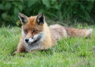 Fox Poster 2