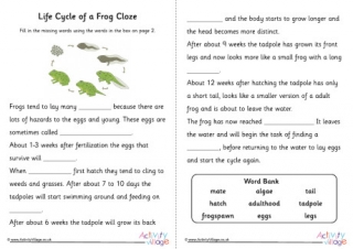 Life Cycle of a Frog