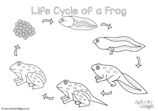 Frog Life Cycle Sheet Coloring Pages