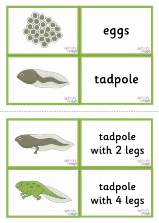 Frog Life Cycle Matching Cards