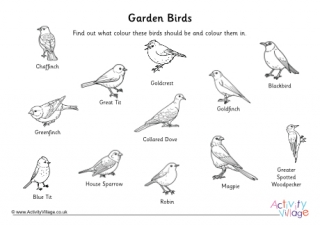 types of birds coloring pages