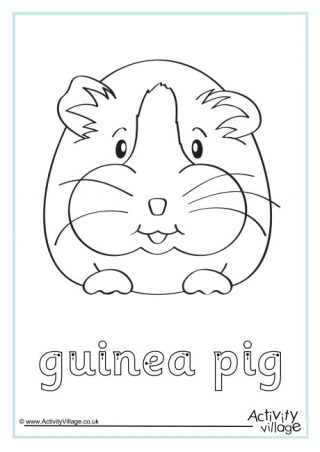 Guinea Pig Finger Tracing