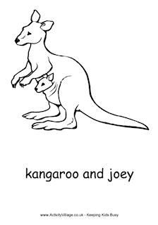 Kangaroos