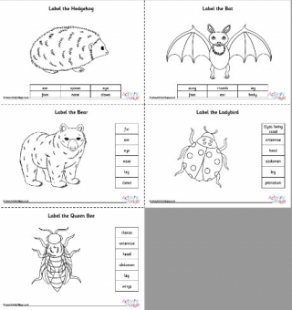 Hibernating Animals Diet Worksheet