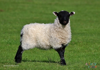Lamb Poster