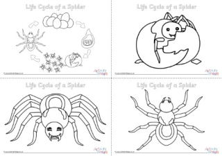 Life Cycle Of A Spider Colouring Pages