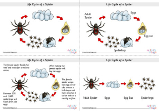 Life Cycle Of A Spider Posters