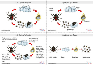 life cycle of a spider diagram