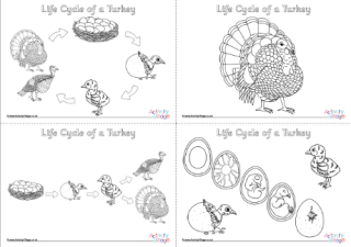 Life Cycle Of A Turkey Colouring Pages