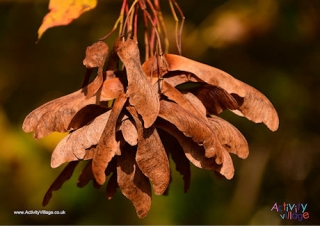 Maple Seeds Poster