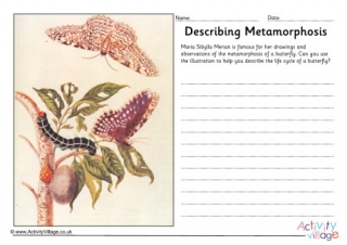 Maria Sibylla Merian Describing Metamorphosis Worksheet