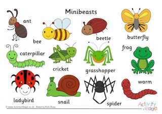 Minibeast Vocabulary