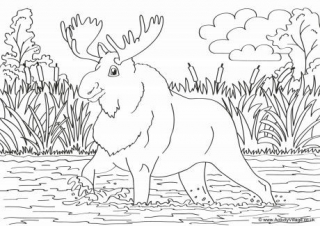 Moose Scene Colouring Page