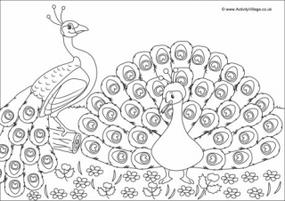 Peacocks Scene Colouring Page