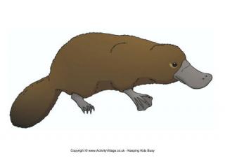 Platypus Poster