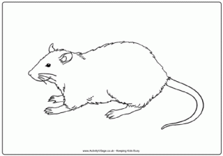 Rat Colouring Pages